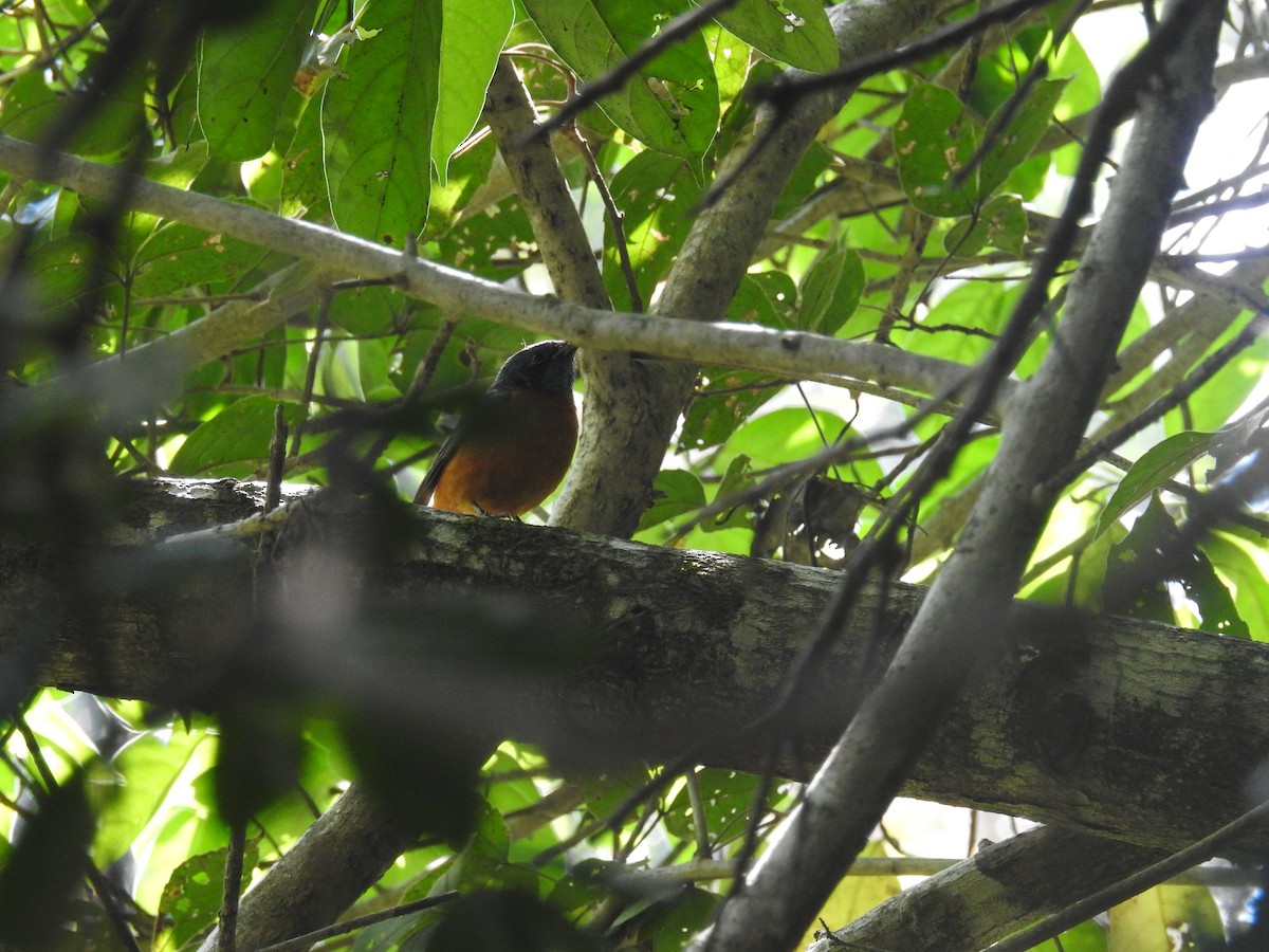 Blue-capped Rock-Thrush - ML137956871