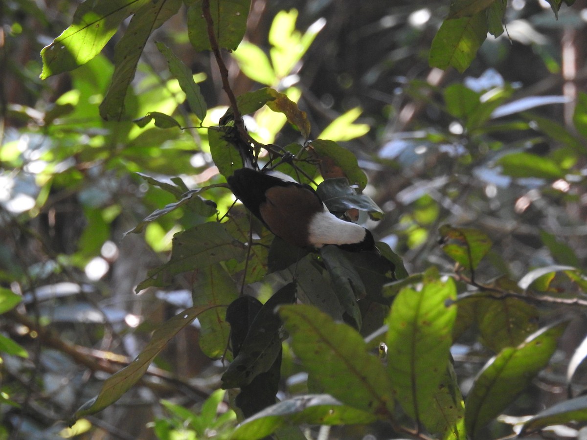 White-bellied Treepie - ML137956891