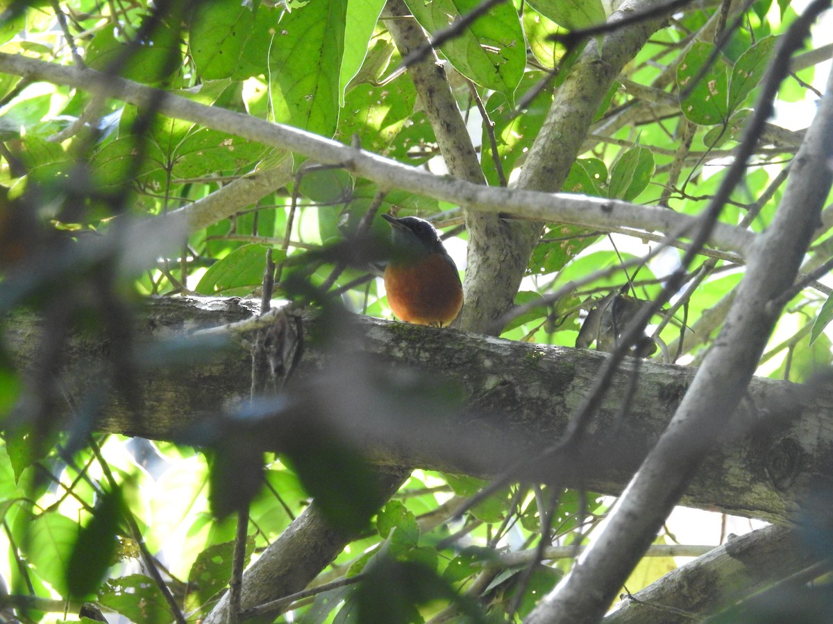 Blue-capped Rock-Thrush - ML137956901