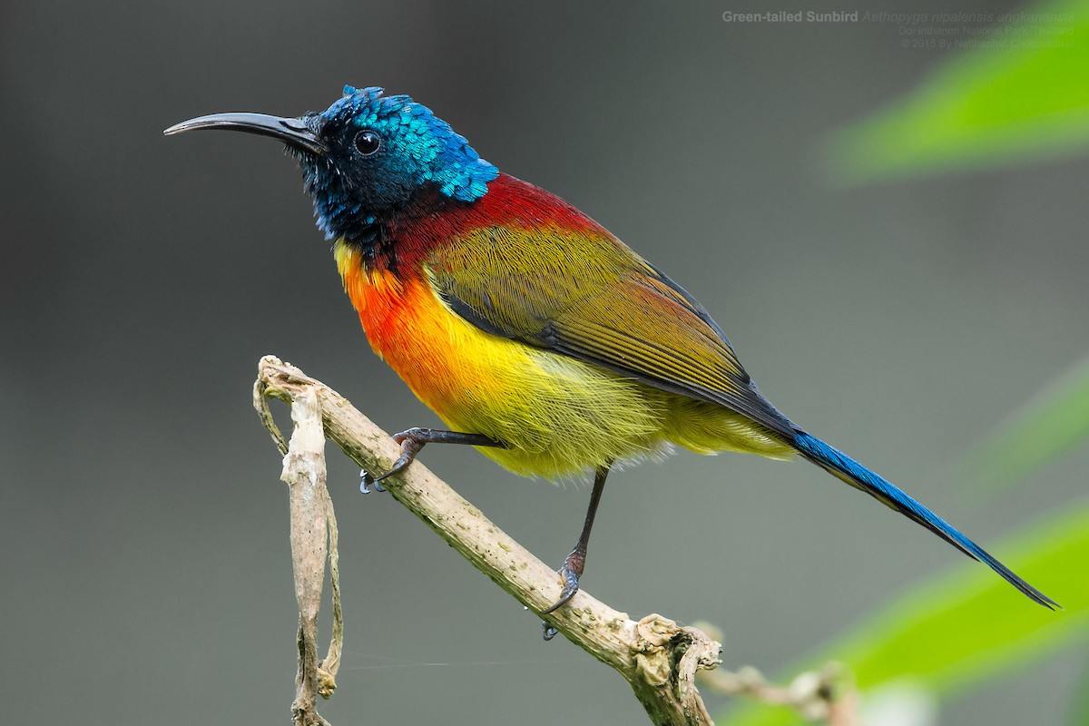 Green-tailed Sunbird (Doi Inthanon) - Natthaphat Chotjuckdikul
