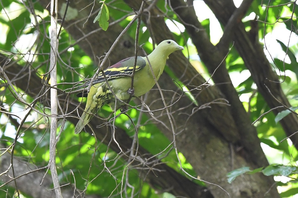 Andaman Green-Pigeon - Sriram Reddy