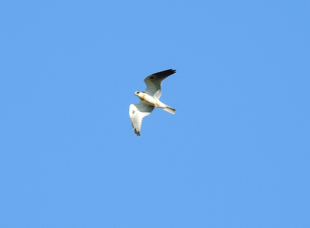 White-tailed Kite - ML137959751