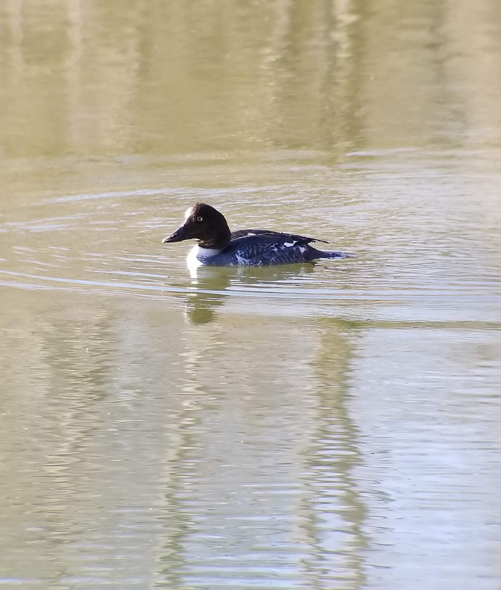 Common Goldeneye - ML137961081