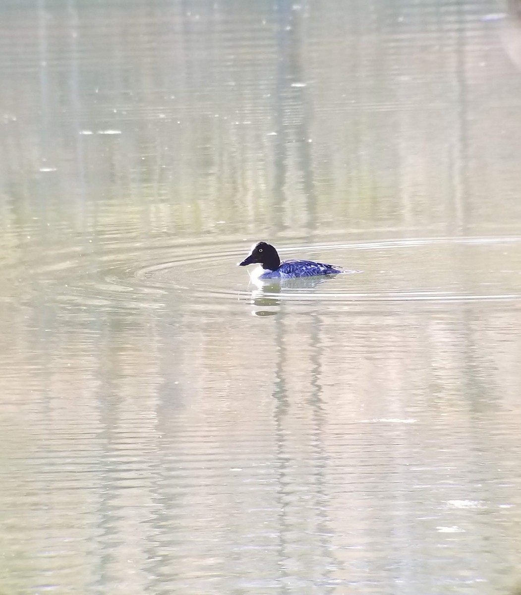 Common Goldeneye - Geneva  Pigott