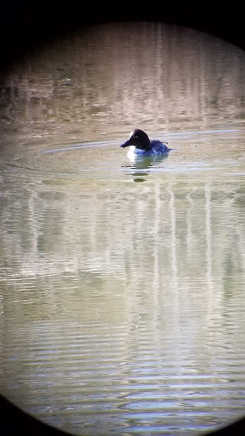 Common Goldeneye - Geneva  Pigott