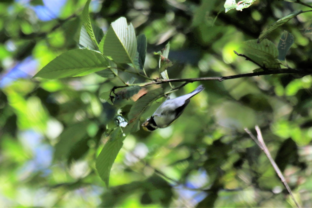Golden-winged Warbler - ML137961351