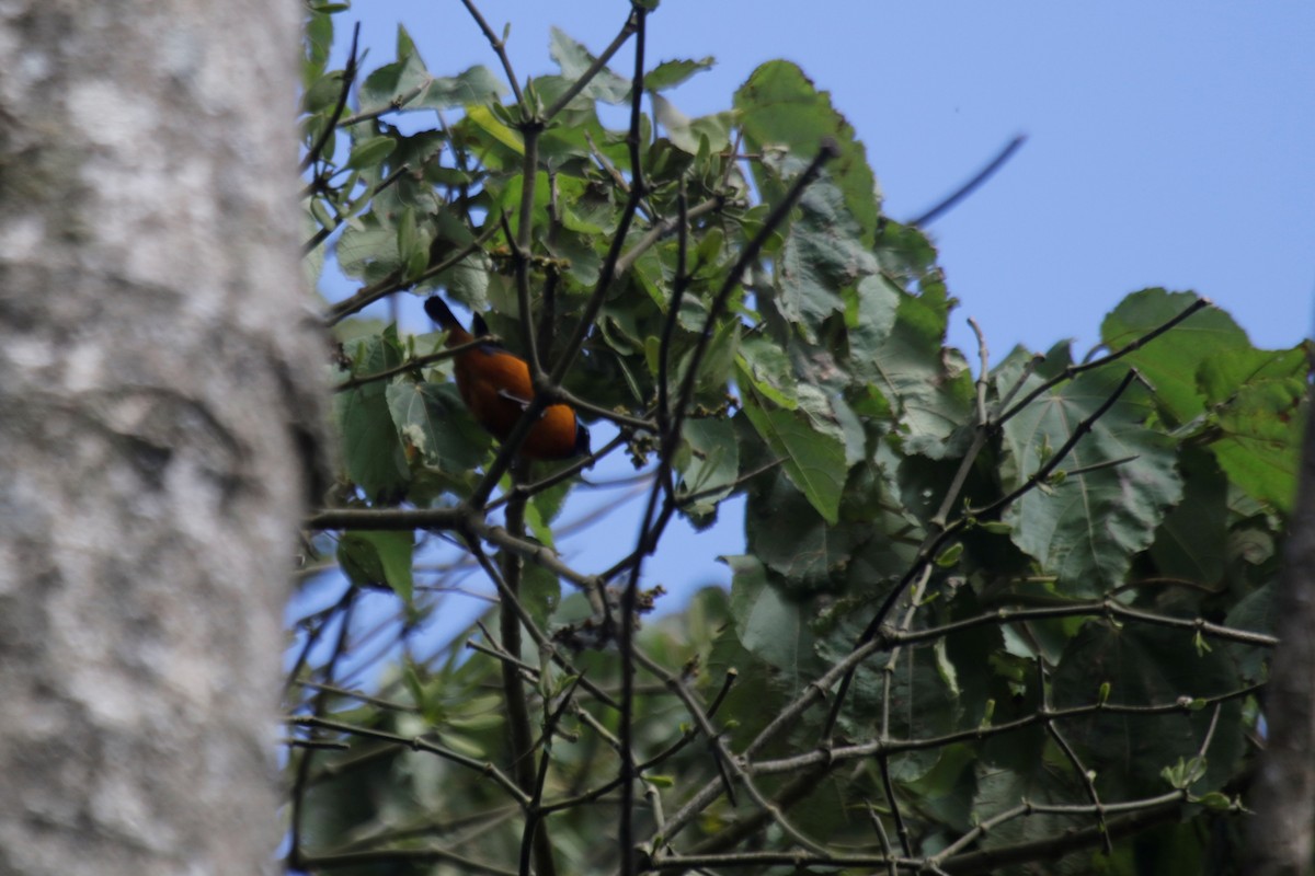 Elegant Euphonia - Doug Kibbe