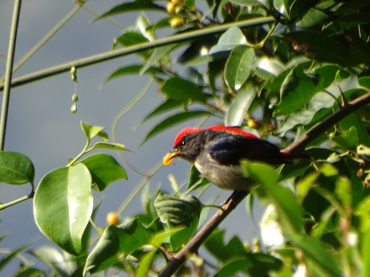 Scarlet-backed Flowerpecker - ML137962241