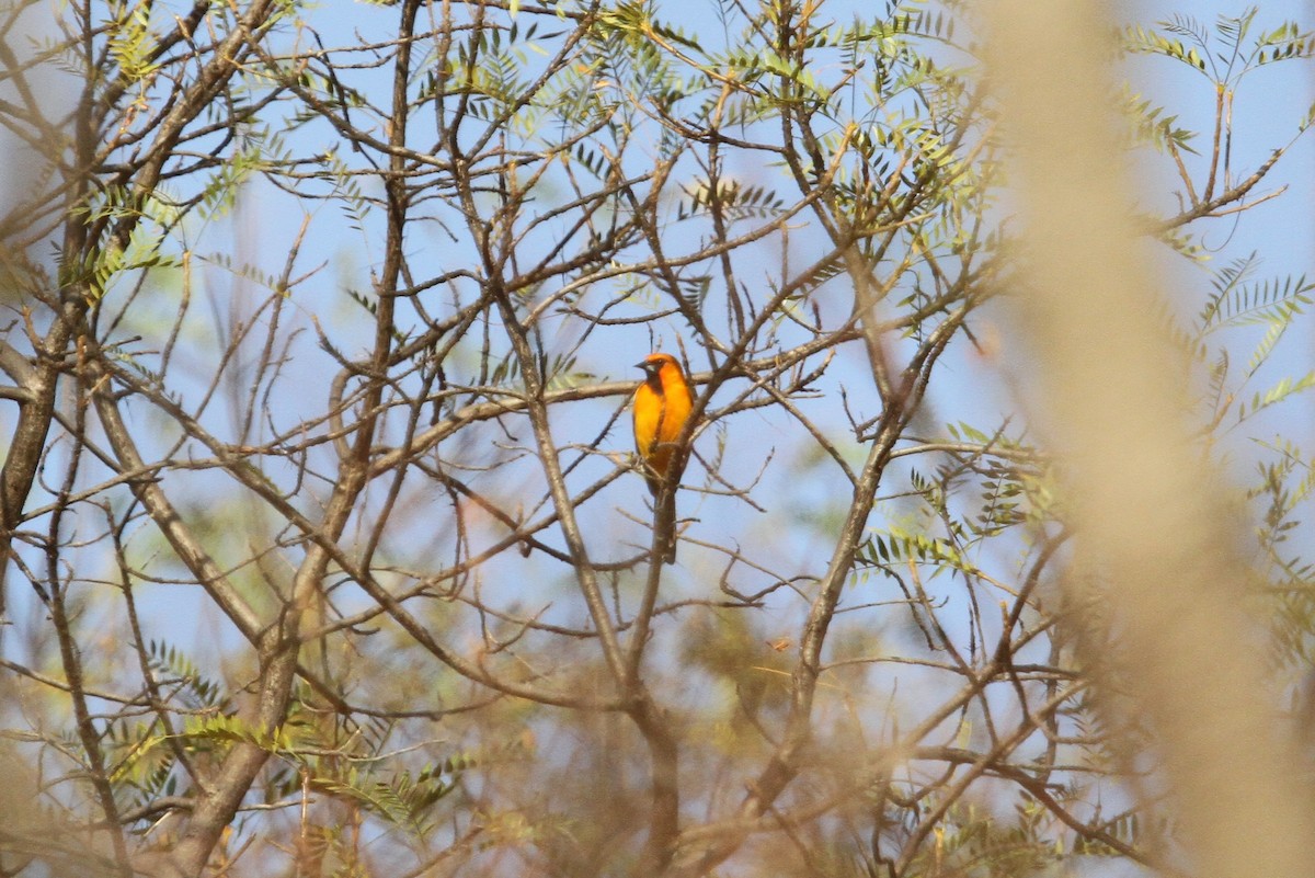Streak-backed Oriole (West Mexican) - Christoph Moning