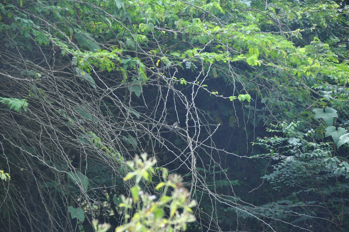 Indian Silverbill - ML137963671