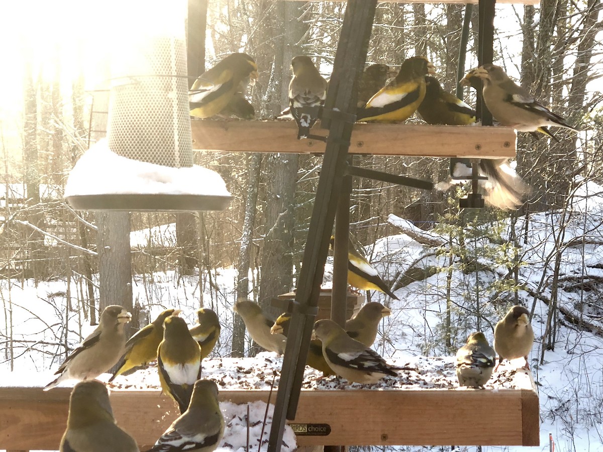 Evening Grosbeak - ML137963741