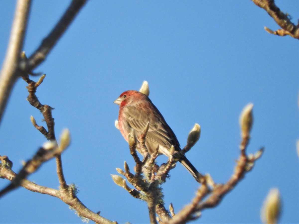 House Finch - Cliff Cordy