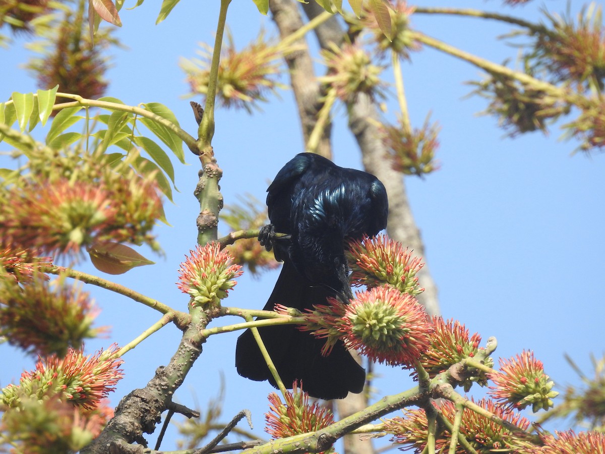 Hair-crested Drongo - ML137964791