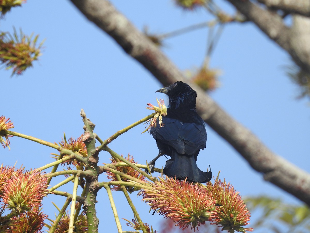 Drongo Crestudo - ML137964801