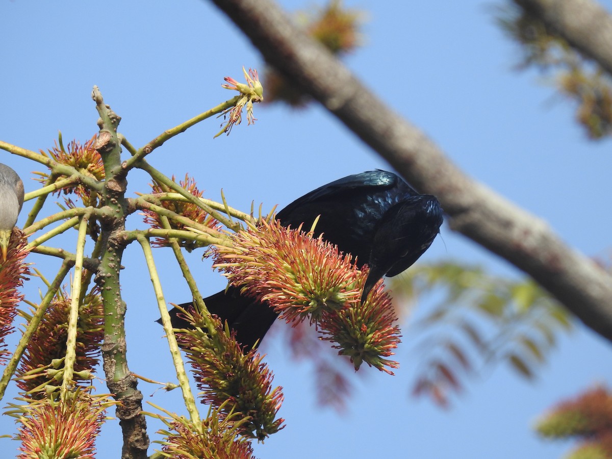 Drongo Crestudo - ML137964821