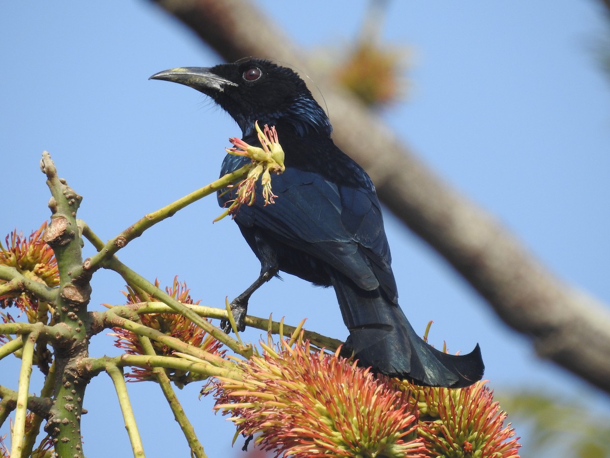 Drongo Crestudo - ML137964831