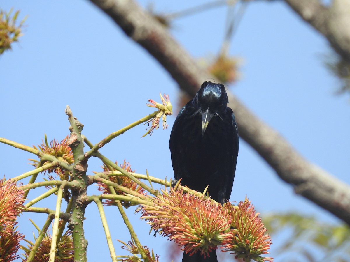 Drongo Crestudo - ML137964851