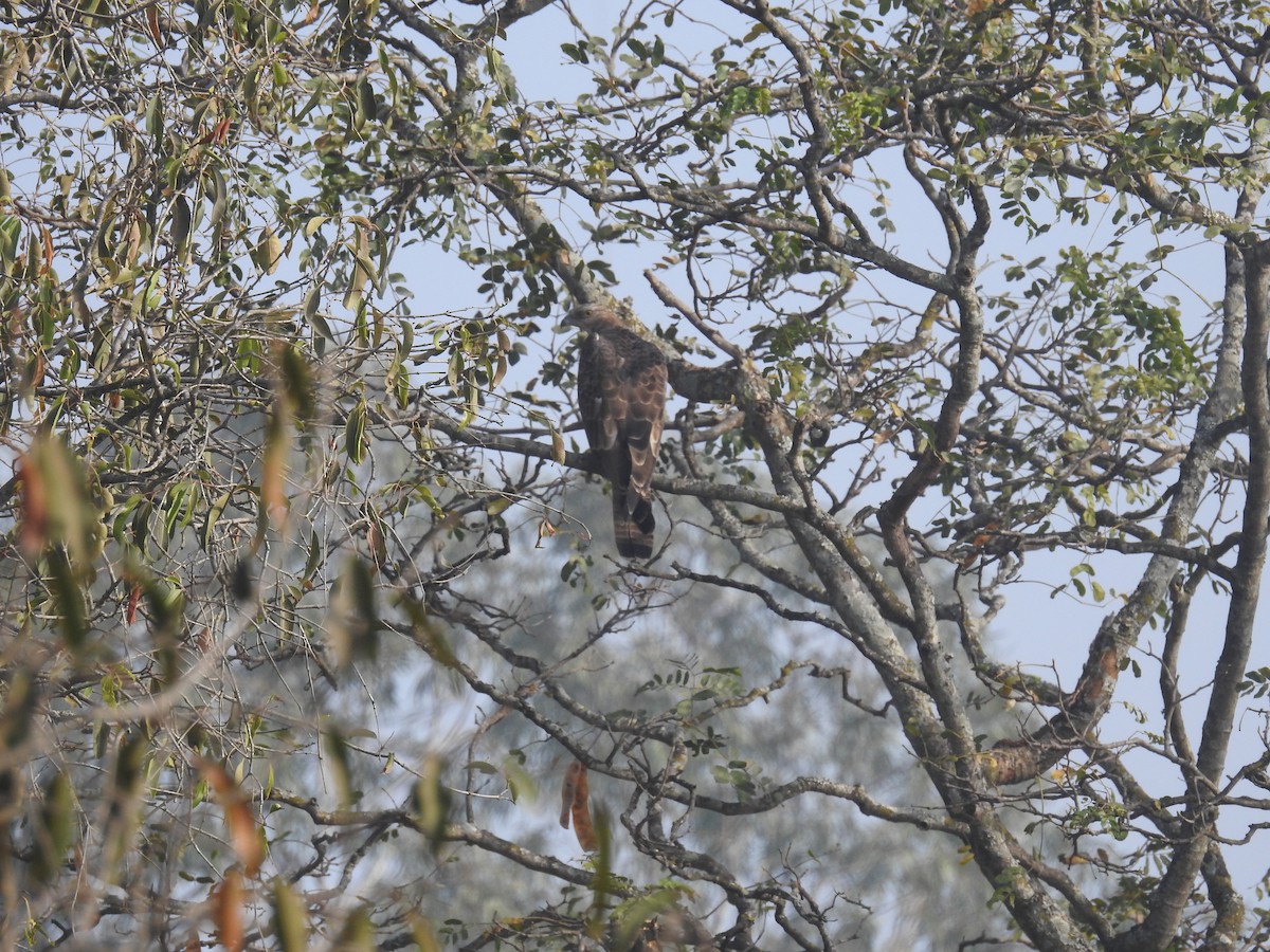 Oriental Honey-buzzard - ML137965071