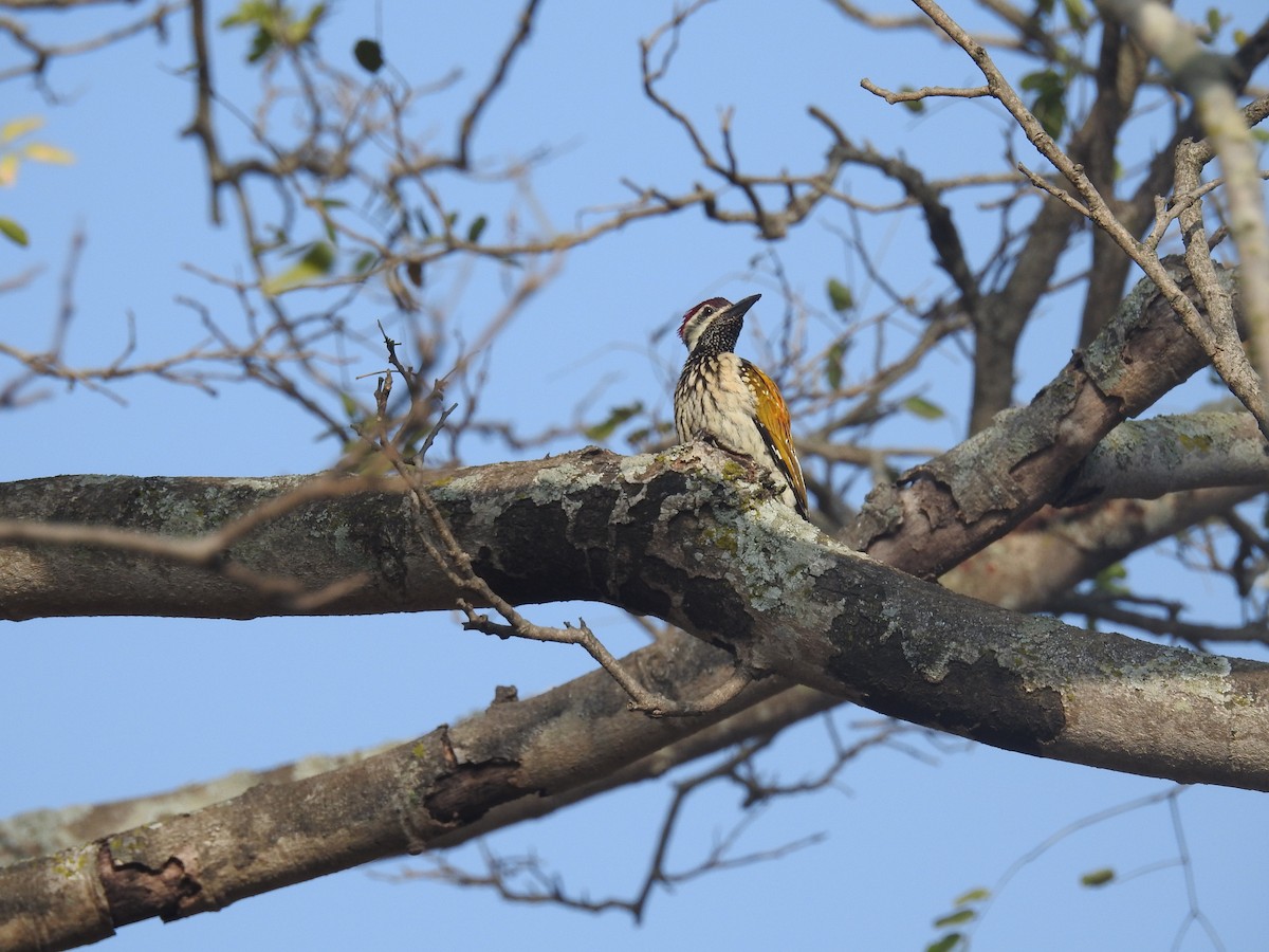 Black-rumped Flameback - Ashwin Viswanathan