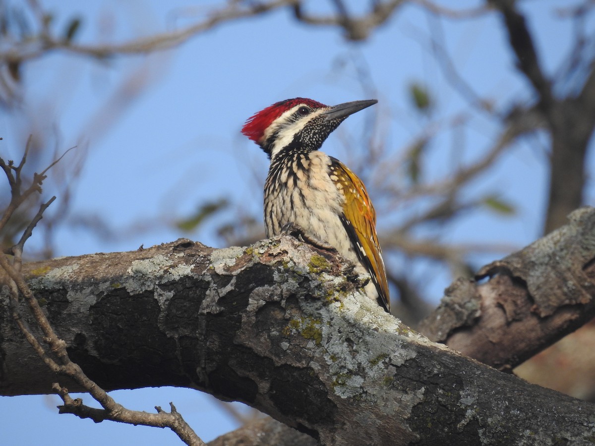 Black-rumped Flameback - ML137965101