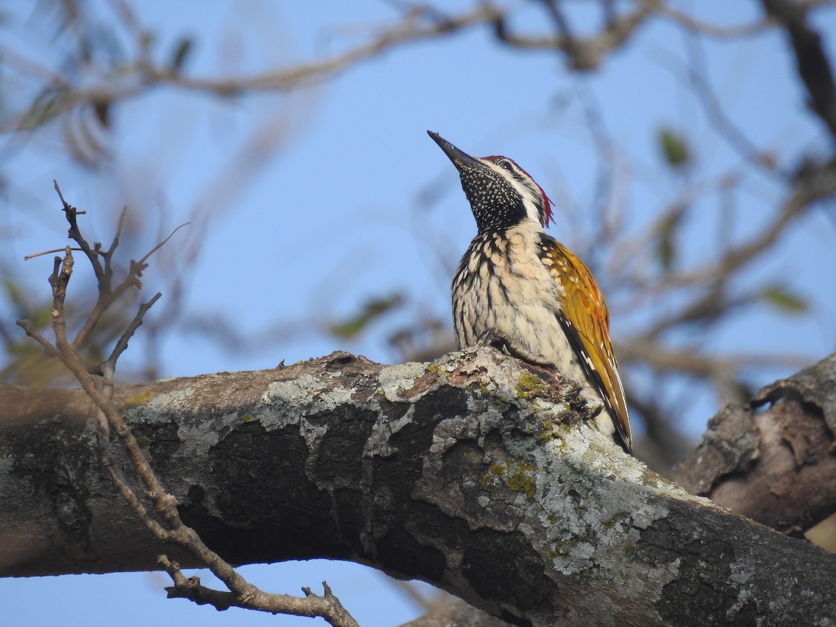 Black-rumped Flameback - ML137965121