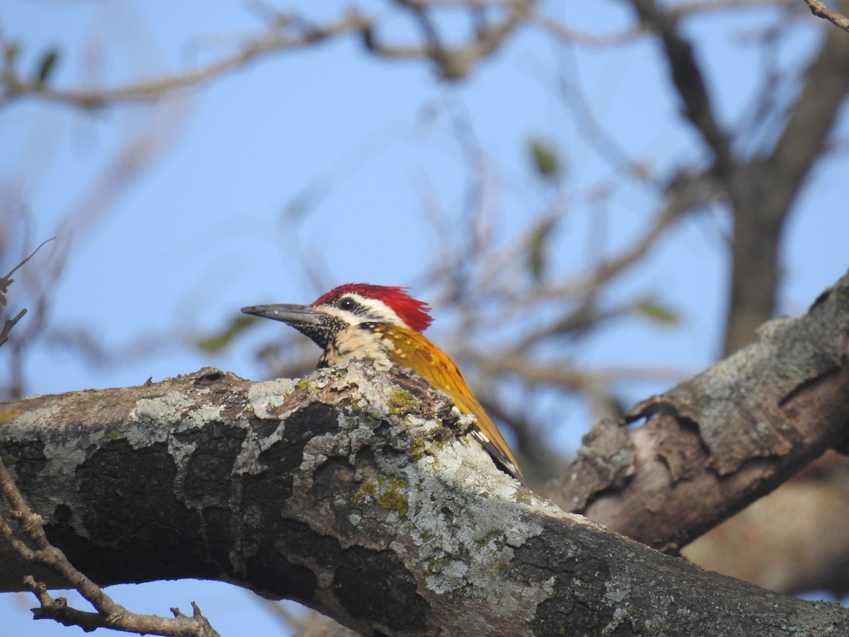 Black-rumped Flameback - ML137965131