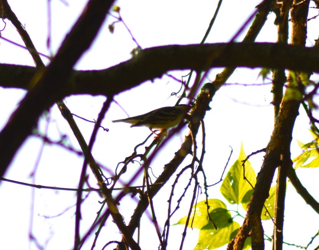 Blackpoll Warbler - ML137965561