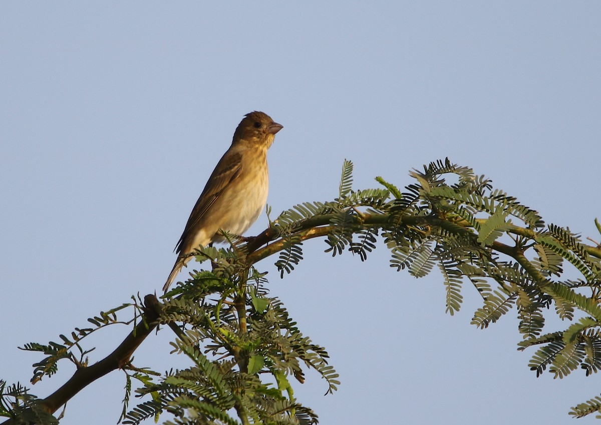Common Rosefinch - Bhaarat Vyas