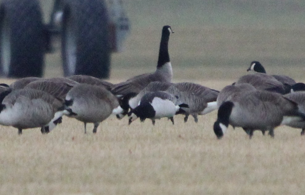 Barnacle Goose - ML137969211