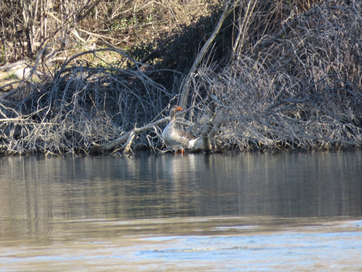 Graylag Goose - ML137969461