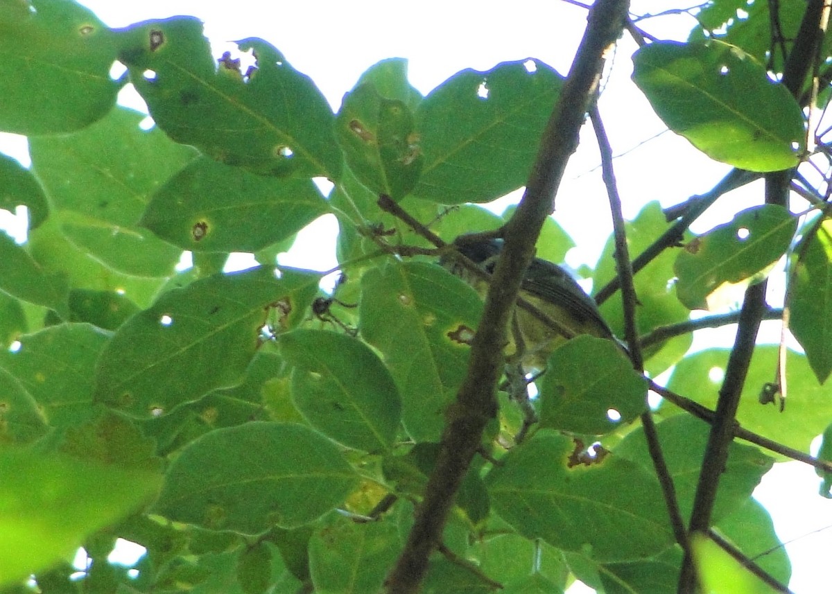 Olivgrau-Ameisenvogel - ML137970841