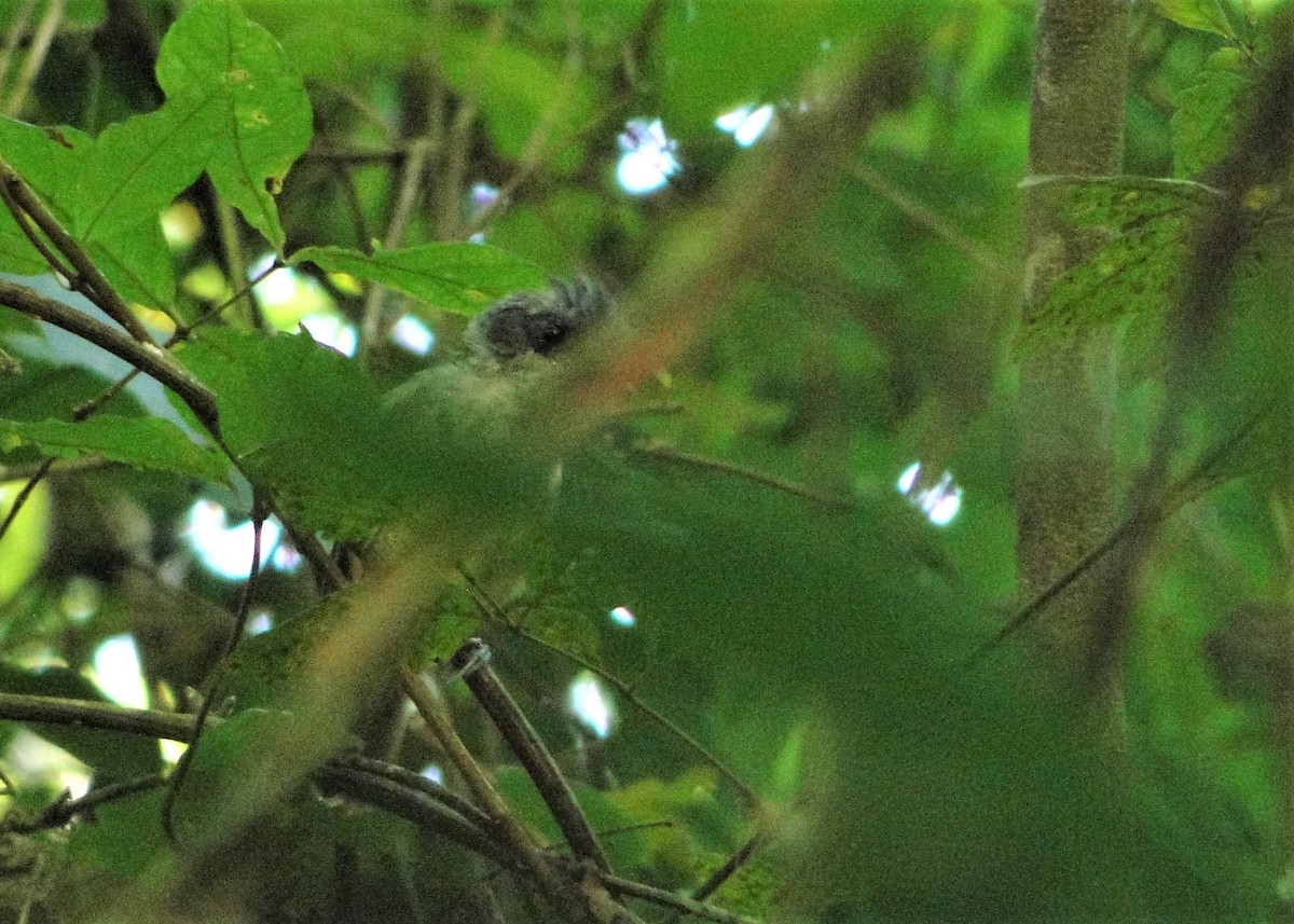 Olivgrau-Ameisenvogel - ML137970861