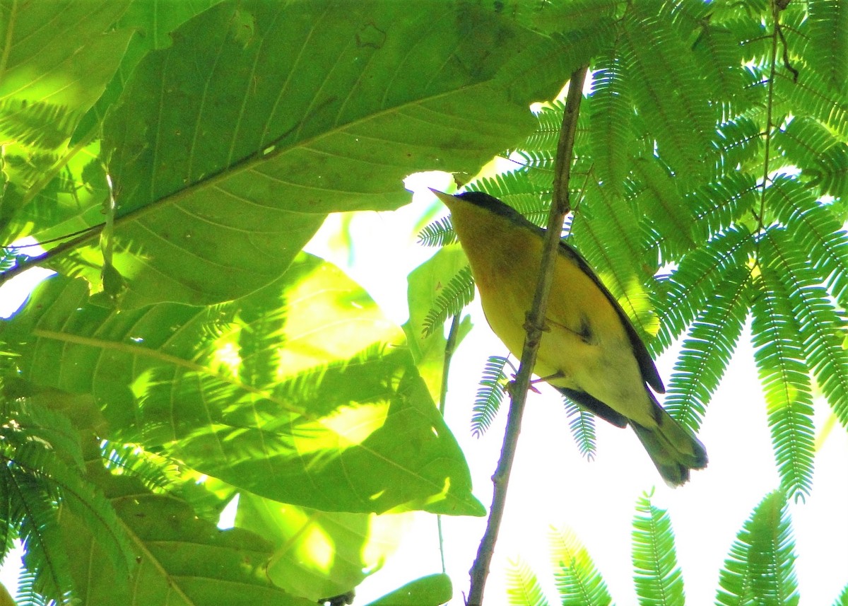 Tropical Parula - ML137970981