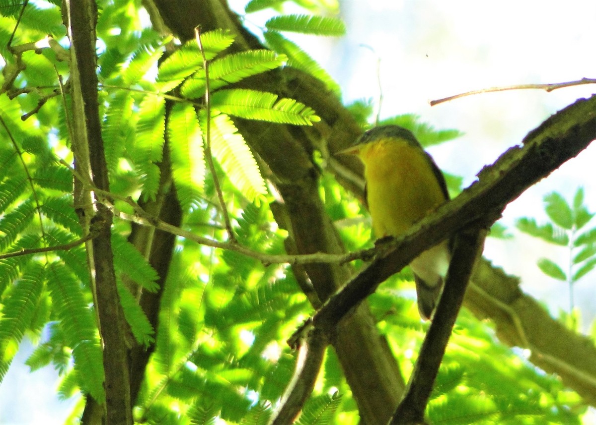 Tropical Parula - ML137971011