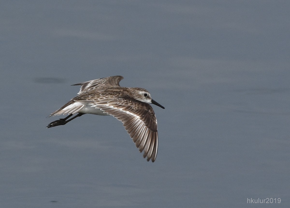 Little Stint - HARISH K