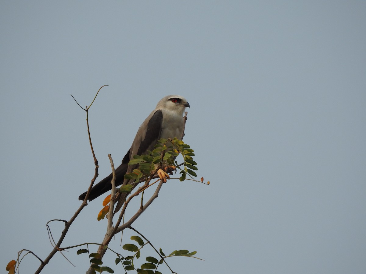 Black-winged Kite - B.R. Ansil