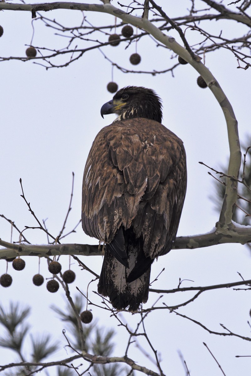 Bald Eagle - ML137973471