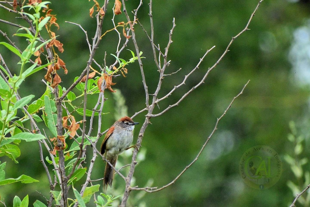 Pale-breasted Spinetail - ML137973501