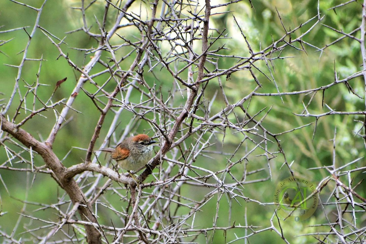 Pale-breasted Spinetail - ML137973571