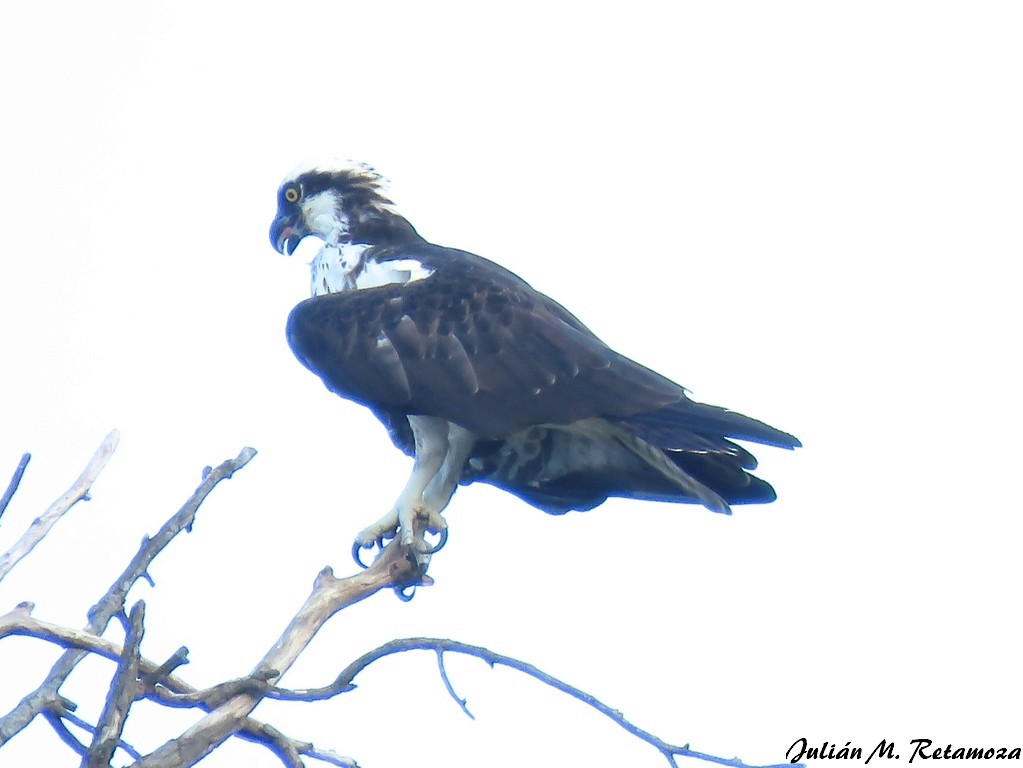 Osprey - Julián Retamoza