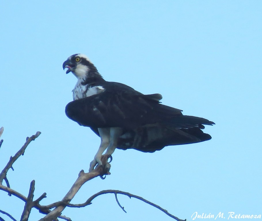 Osprey - ML137974251