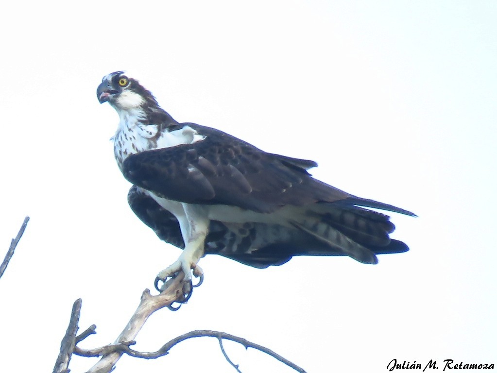 Águila Pescadora - ML137974261