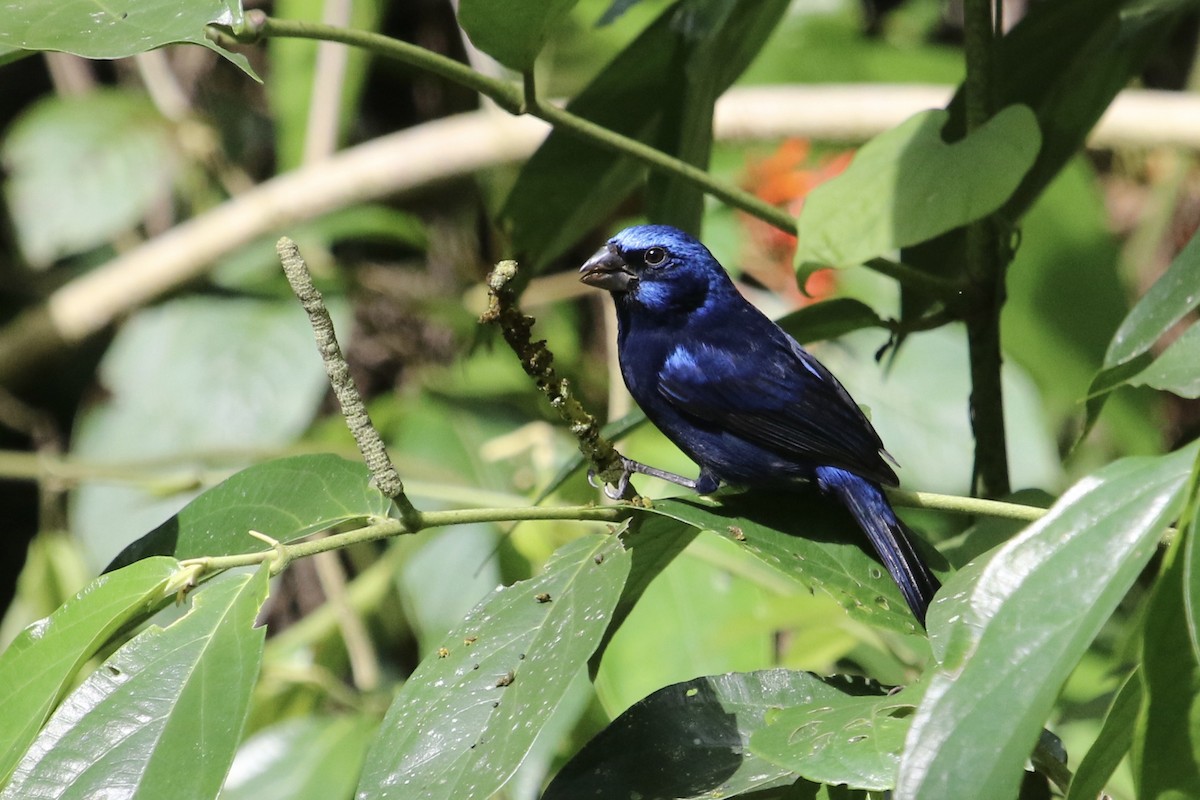 Blue Bunting - Ryan Zucker