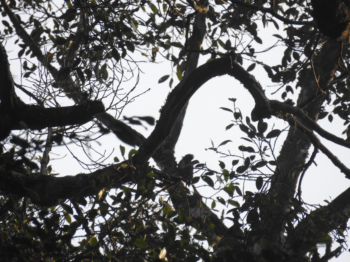 Common Flameback - Ashwin Viswanathan