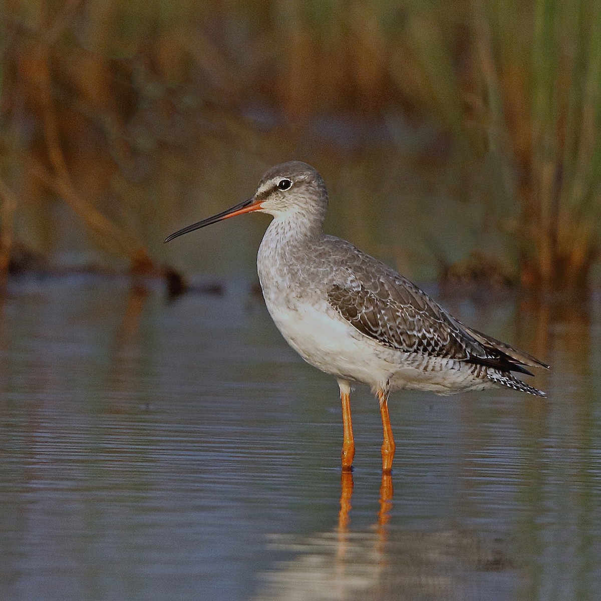 Spotted Redshank - ML137974991