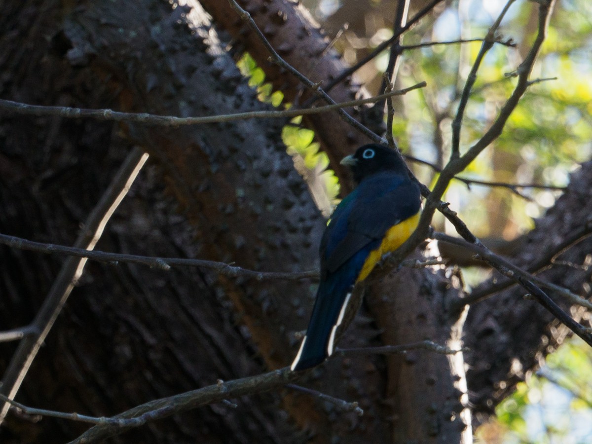 Trogon à tête noire - ML137975111