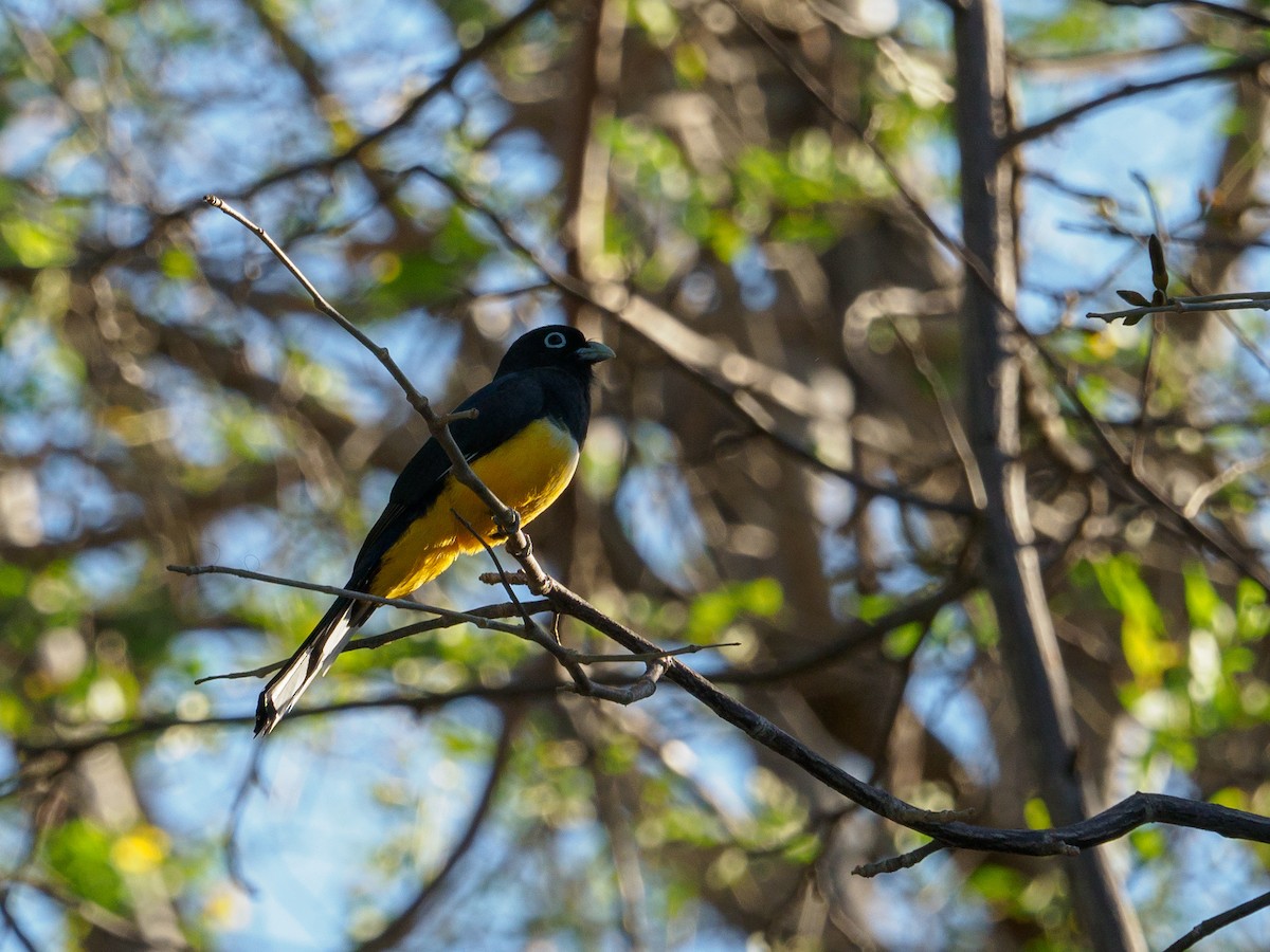 Trogon à tête noire - ML137975731