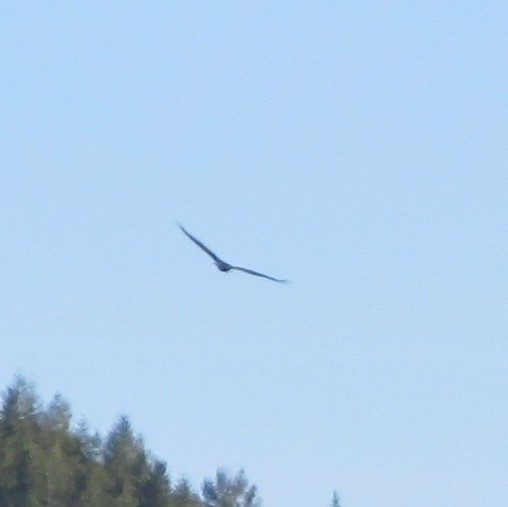 Turkey Vulture - ML137976291