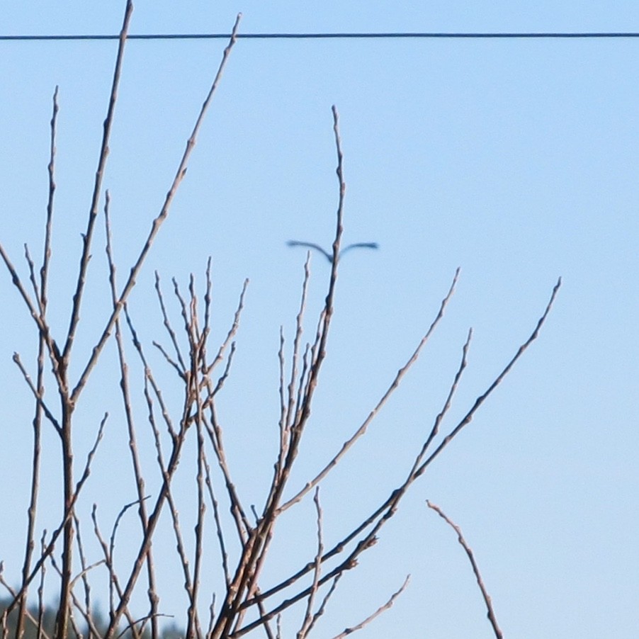 Turkey Vulture - ML137976301