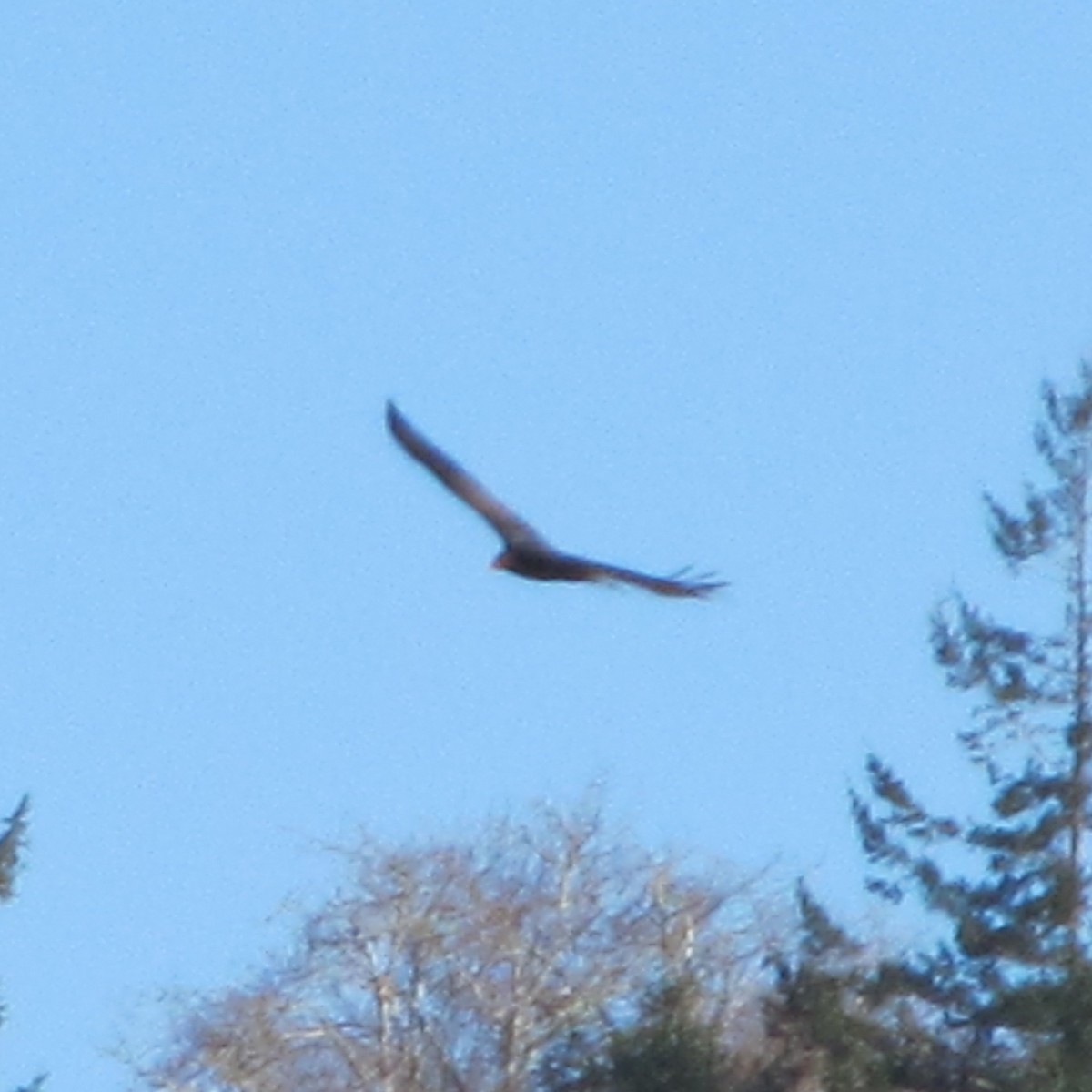 Turkey Vulture - Elizabeth Laver-Holencik